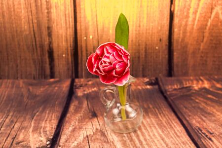 Tulip in a small vaseの写真素材