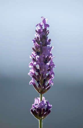 lavenderの写真素材