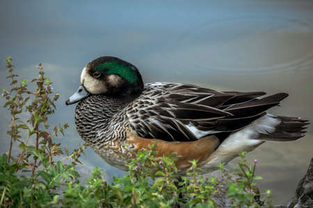 Duck sits on the edge of a lakeの写真素材