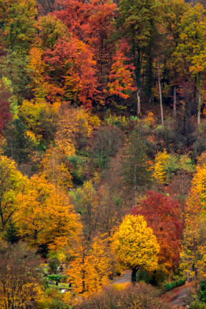 Autumn forest on a hillの写真素材