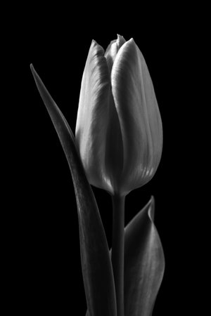 Black and white photography of tulip flowers in close upの写真素材