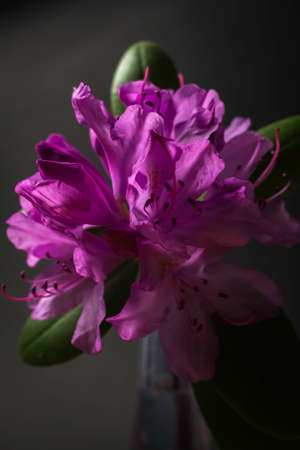 Beautiful pink rhododendron blossomの写真素材