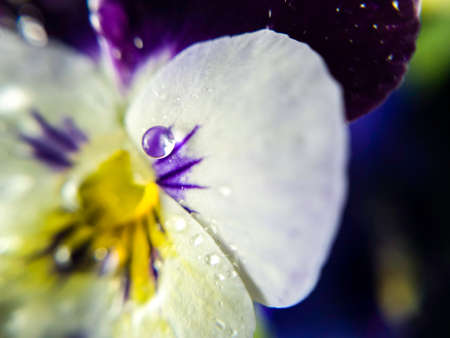 Flowers in macro shot with water dropletsの写真素材