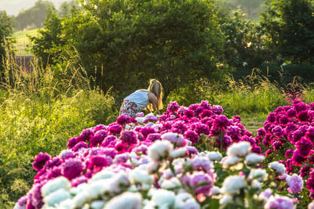 Beautiful peonies in the evening sunの写真素材