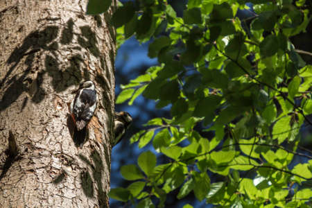 A great spotted woodpecker at its nest in the treeの写真素材