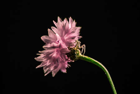 Crab spider on a cornflowerの写真素材