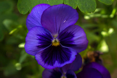 Beautiful pansies in bright colors