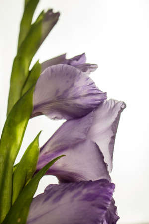Colorful gladiolus flowers in close-upの写真素材