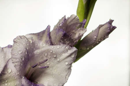 Colorful gladiolus flowers in close-upの写真素材