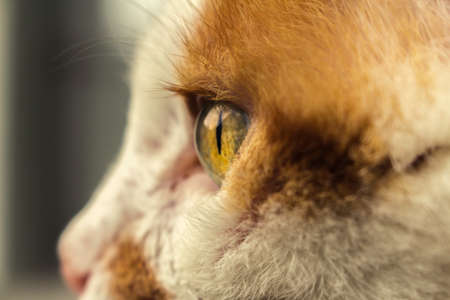 Eye of a cat close upの写真素材