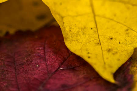 Autumn colors from leaves in macro shotsの写真素材