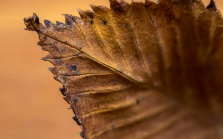 Autumn colors from leaves in macro shotsの写真素材