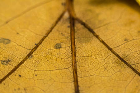 Autumn colors from leaves in macro shotsの写真素材