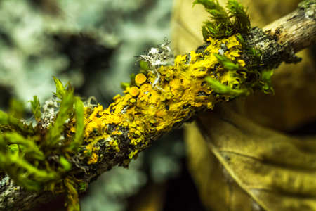 Macro recordings of tree mushroomsの写真素材
