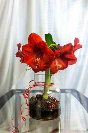 Beautiful Big Red Amaryllis Flowersの写真素材