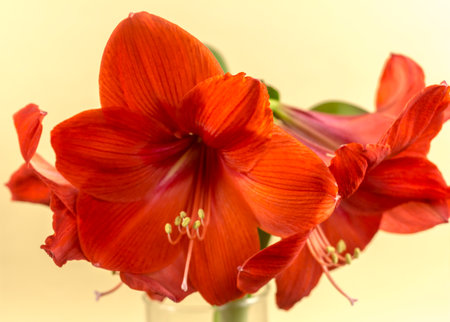 Beautiful Big Red Amaryllis Flowersの写真素材