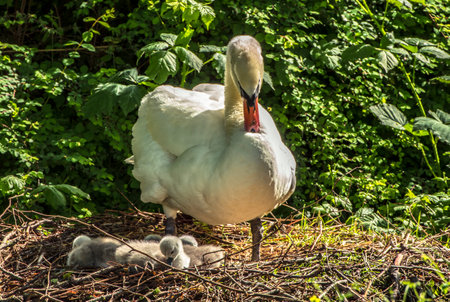 Swan with its chicks on the nestの写真素材