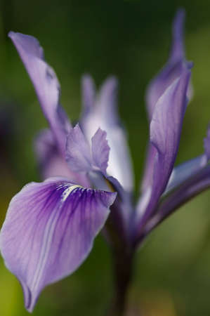 Purple iris in front of blurred background