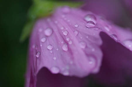 Purple poppy with morning dewの写真素材