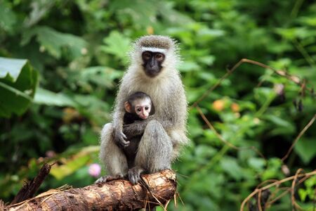 Vervet monkeys: a mother and a baby 4の写真素材