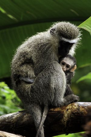 Vervet monkeys: a mother and a baby 2