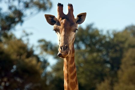Close up on a giraffe's headの写真素材