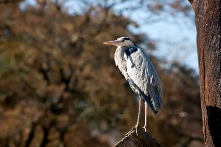 Close up on a heron standing on a branchの写真素材