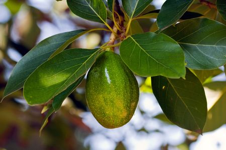 Close up on an avocado on a treeの写真素材