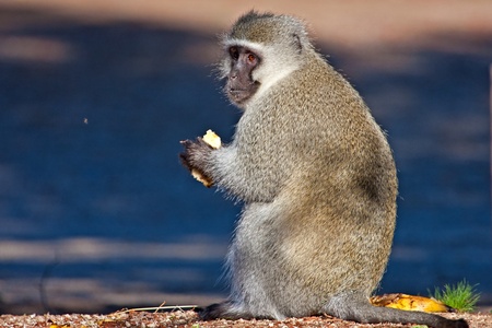 Vervet monkey sitting on the roadの写真素材