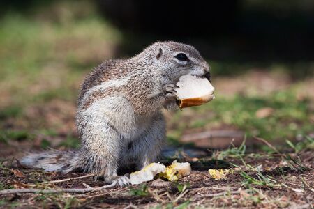African mountain  ground squirrel eating a sandwichの写真素材