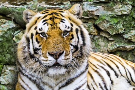 close up of a tiger face. face to faceの写真素材