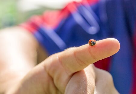 ladybug sitting on a child handの写真素材