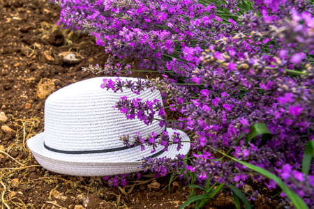 Hat in the lavender fieldの写真素材