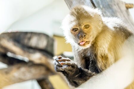 Macaque-funの写真素材