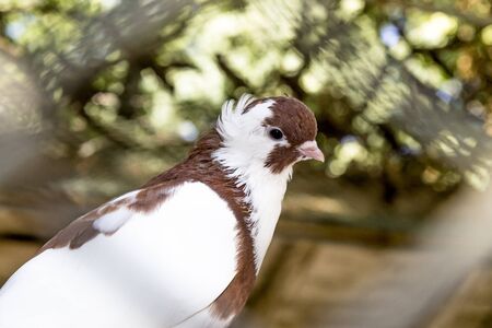 Dove-portraitの写真素材