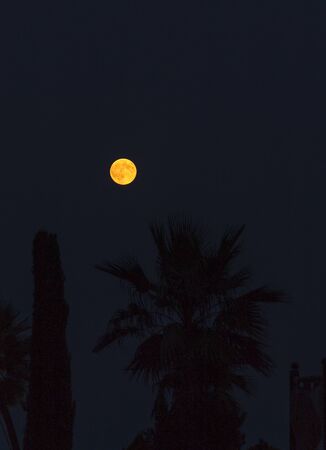 Moon and palmの写真素材