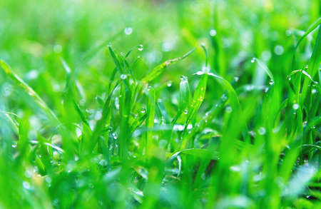 Dew drops on the grass