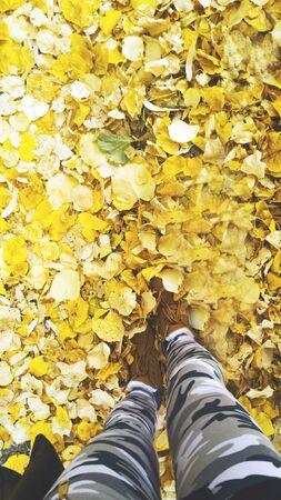 Tender golden autumnの写真素材