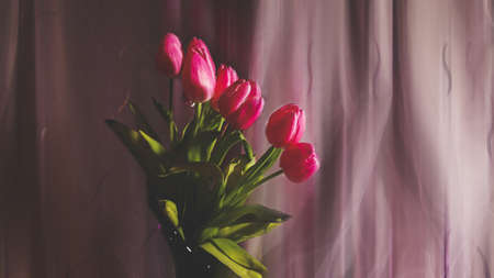Purple tulips in a vaseの写真素材