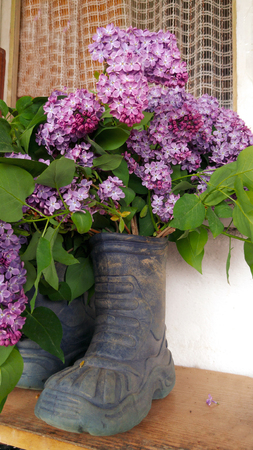 Bouquet of lilacs in a rubber bootの写真素材
