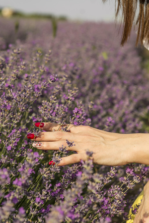 Woman's hand softly touching lavender flowersの写真素材