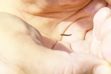 A small fish in the hands of a man