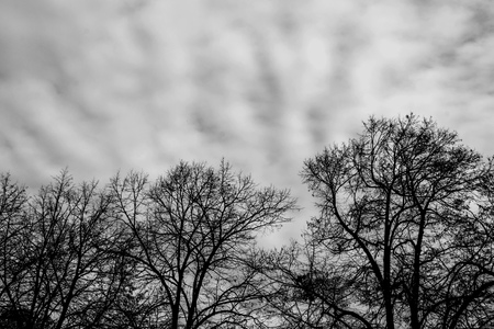 Silhouettes of scary treesの写真素材