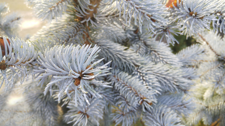 Picea pungens/silver spruce
