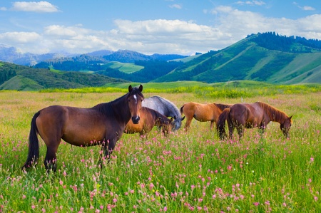 The herd of horses is grazed on a summer green meadow The herd of horses is grazed on a summer green meadow