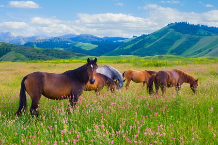 The herd of horses is grazed on a summer green meadow