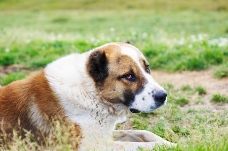 Big dog lies on a grass