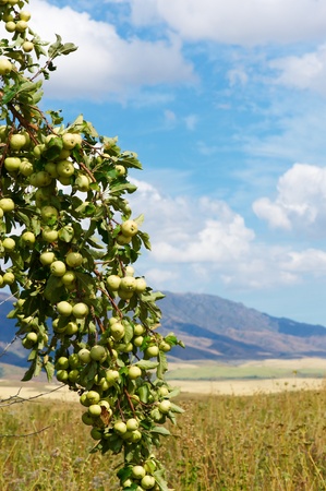 Green wild apples on apple tree branch の写真素材