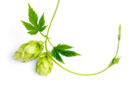 Sprig of hop with conesの写真素材