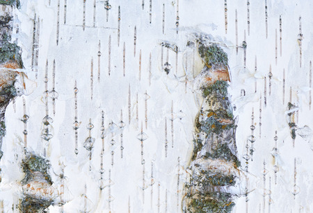 White texture of bark of old birch horizontalの写真素材